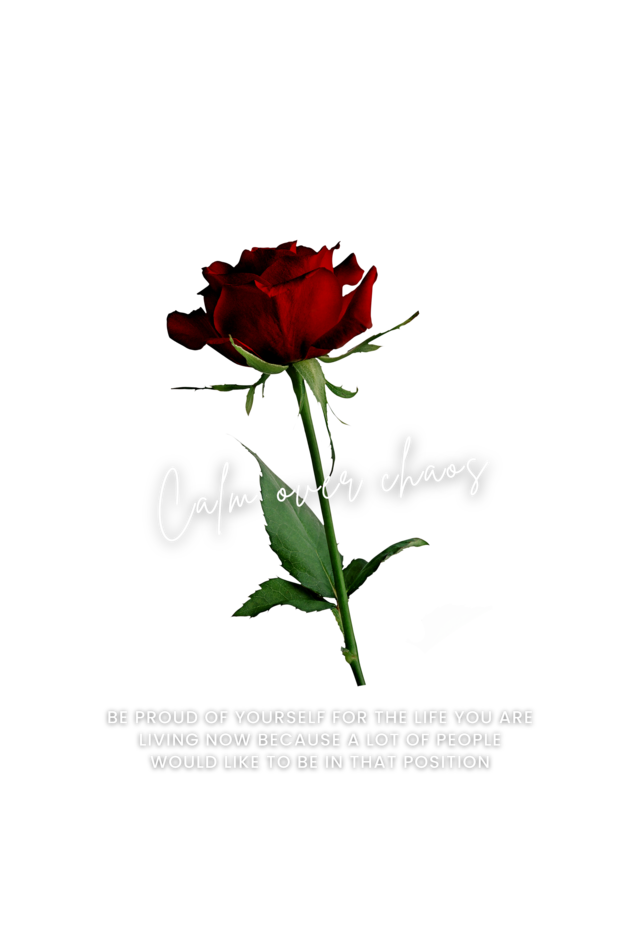 CALM OVER CHAOS : ROSE